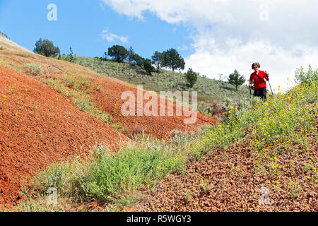 Donna 42,887.03081 escursionismo tra giallo Golden Bee piante (Cleome platyarpa) in Oregon high desert con sabbia rossa hills, Stati Uniti d'America Foto Stock