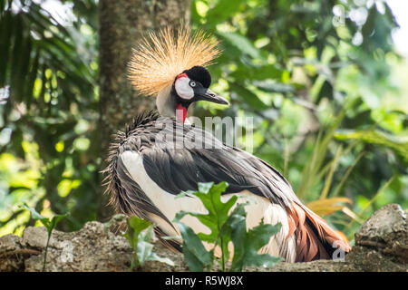 Ritratto di Grey Crowned Crane, Indonesia Foto Stock