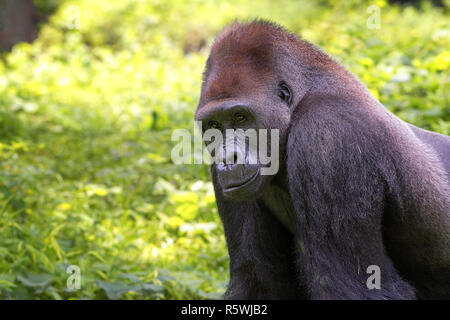 Ritratto di un western di pianura gorilla silverback nella giungla, Indonesia Foto Stock