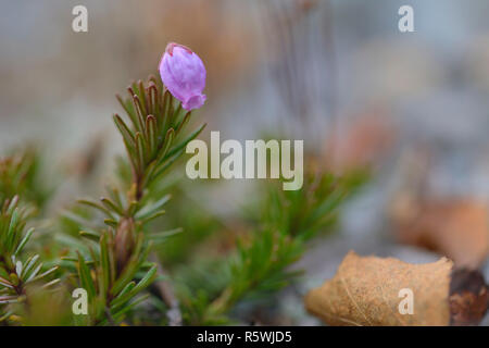 Â mountain heather (phyllodoce caerulea) Foto Stock