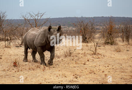 Giovani femmine rinoceronte bianco a piedi nel bush, Zimbabwe Foto Stock