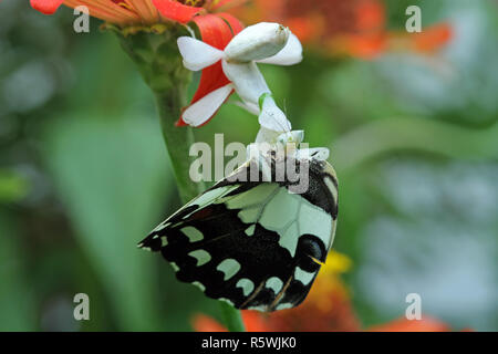 Orchid mantis cattura una farfalla, Indonesia Foto Stock