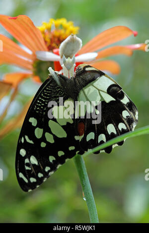 Orchid mantis cattura una farfalla, Indonesia Foto Stock