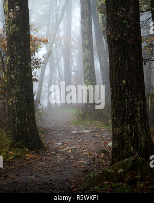 Gruppo di persone intorno a un falò nel bosco in una notte di luna Foto Stock