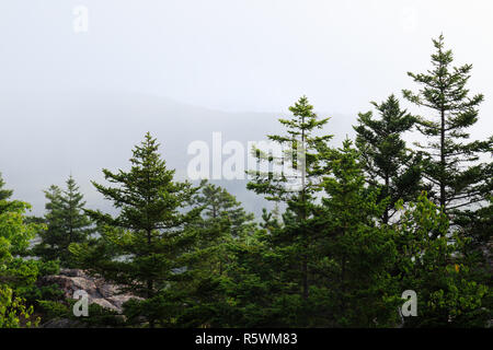 Bella e verde pineta con montagne in lontananza durante una giornata di nebbia nel Parco Nazionale di Acadia, Maine Foto Stock