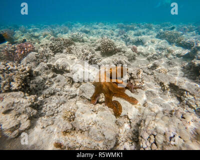 Reef polpo (Octopus cyanea) sul giardino di corallo Foto Stock