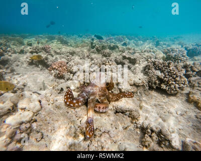 Reef polpo (Octopus cyanea) sul giardino di corallo Foto Stock