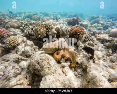 Reef polpo (Octopus cyanea) sul giardino di corallo Foto Stock