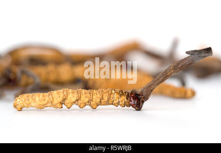 Ophiocordyceps sinensis (CHONG CAO, DONG CHONG XIA CAO) o fungo cordyceps questo è un erbe su sfondo isolato. Proprietà medicinali in trea Foto Stock