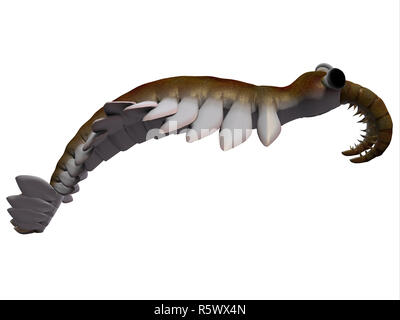 Cambrian Anomalocaris Profilo laterale Foto Stock