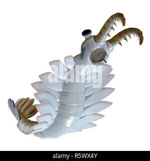 Cambrian Anomalocaris lato inferiore Foto Stock