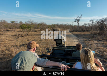 I turisti, ranger e tracker guardando un rinoceronte bianco nel grande Parco Nazionale Kruger da una jeep, Sud Africa Foto Stock