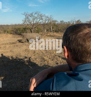 Turistiche e guardare un rinoceronte bianco da una jeep nel Parco Nazionale di Kruger, Sud Africa Foto Stock