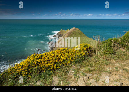 Bella e resistente da North Devon costa al Hartland Quay lungo la costa sud occidentale il percorso Foto Stock