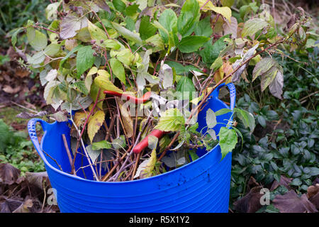 Tagli autunno a frutto di lamponi. Foto Stock