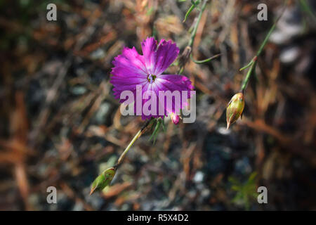 Garofano rosa Dianthus campestris su sfondo sfocato Foto Stock