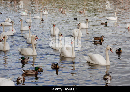 Cigni sul fiume Moldava a Praga in un pomeriggio freddo in autunno Foto Stock