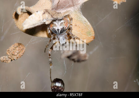 Tessitura di Orb Spider, Metepeira sp. Foto Stock