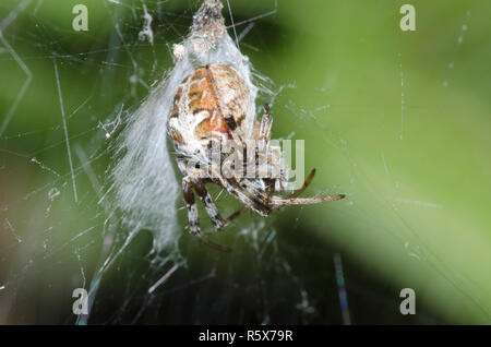 Tessitura di Orb Spider, Metepeira sp. Foto Stock