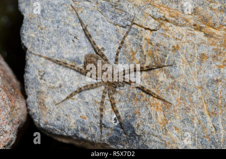 Thinlegged Wolf Spider, Pardosa sp. Foto Stock
