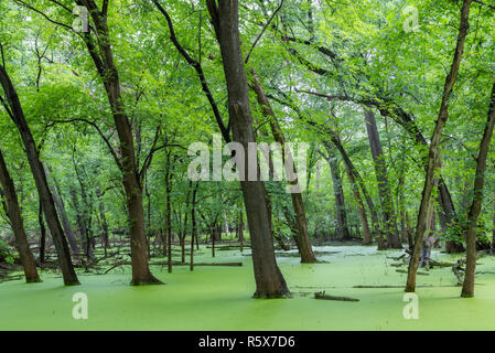 Fiume Mississippi oltre le sue banche, pianura di allagamento, argento alberi di Acero (Acer saccharinum). Fort Snelling SP, tarda estate, MN, USA di Dominique Braud/De Foto Stock