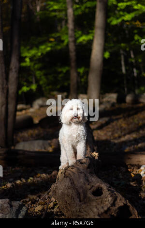 Cane in piedi sul registro di albero nella foresta poco bloccata la lingua di fuori nel sole Foto Stock