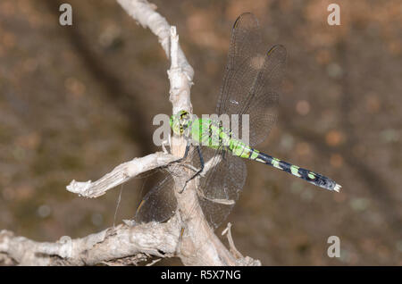 Pondhawk orientale, Erythemis simplicicollis, femmina Foto Stock