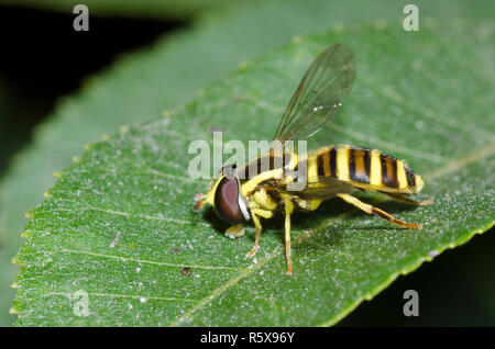 Syrphid Fly, Xanthogramma flavipes, femmina Foto Stock