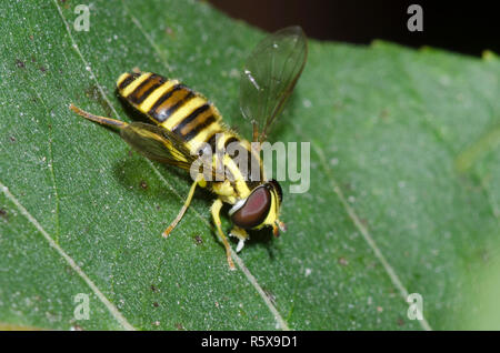 Syrphid Fly, Xanthogramma flavipes, femmina Foto Stock
