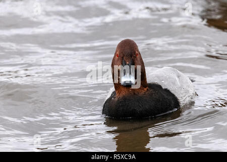 Welney, Norfolk, Regno Unito. 2° dicembre 2018; nuvoloso e mite giorno ogni anno migrational uccelli arrivano al loro motivi di svernamento e sono alimentati da volontari del centro come il sole tramonta. Credito: Clifford Norton/Alamy Live News Foto Stock