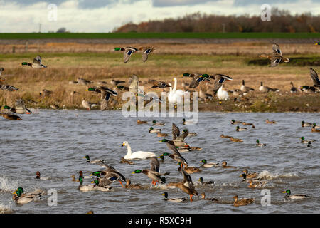 Welney, Norfolk, Regno Unito. 2° dicembre 2018; nuvoloso e mite giorno ogni anno migrational uccelli arrivano al loro motivi di svernamento e sono alimentati da volontari del centro come il sole tramonta. Credito: Clifford Norton/Alamy Live News Foto Stock