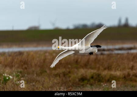 Welney, Norfolk, Regno Unito. 2° dicembre 2018; whooper gironzolano in volo uccelli migrational arrivano al loro motivi di svernamento e sono alimentati da volontari del centro come il sole tramonta. Credito: Clifford Norton/Alamy Live News Foto Stock