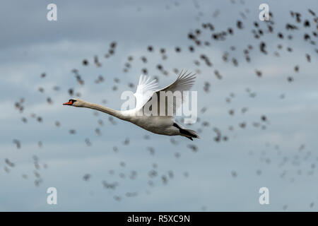 Welney, Norfolk, Regno Unito. 2° dicembre 2018;Cigno in volo su wetland migrational uccelli arrivano al loro motivi di svernamento e sono alimentati da volontari del centro come il sole tramonta. Credito: Clifford Norton/Alamy Live News Foto Stock