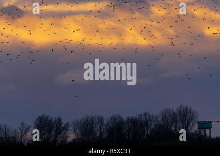 Welney, Norfolk, Regno Unito. 2° dicembre 2018; nuvoloso e mite giorno ogni anno migrational uccelli arrivano al loro motivi di svernamento e sono alimentati da volontari del centro come il sole tramonta. Credito: Clifford Norton/Alamy Live News Foto Stock