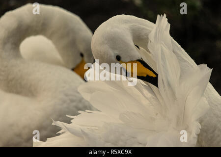 Welney, Norfolk, Regno Unito. 2° dicembre 2018; Whopper cigni migrational uccelli arrivano al loro motivi di svernamento e sono alimentati da volontari del centro come il sole tramonta. Credito: Clifford Norton/Alamy Live News Foto Stock