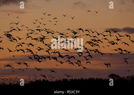 Welney, Norfolk, Regno Unito. 2° dicembre 2018; nuvoloso e mite giorno ogni anno migrational uccelli arrivano al loro motivi di svernamento e sono alimentati da volontari del centro come il sole tramonta. Credito: Clifford Norton/Alamy Live News Foto Stock