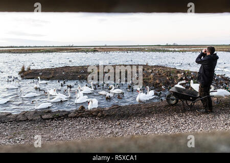 Welney, Norfolk, Regno Unito. 2° dicembre 2018; nuvoloso e mite giorno ogni anno migrational uccelli arrivano al loro motivi di svernamento e sono alimentati da volontari del centro come il sole tramonta. Credito: Clifford Norton/Alamy Live News Foto Stock