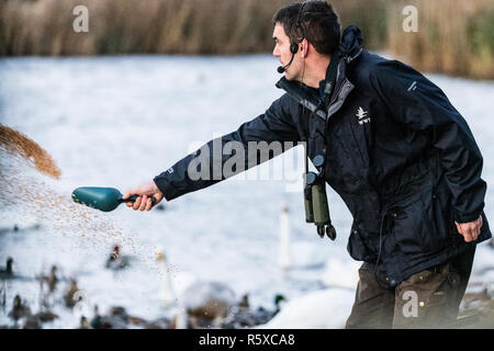 Welney, Norfolk, Regno Unito. 2° dicembre 2018; nuvoloso e mite giorno ogni anno migrational uccelli arrivano al loro motivi di svernamento e sono alimentati da volontari del centro come il sole tramonta. Credito: Clifford Norton/Alamy Live News Foto Stock