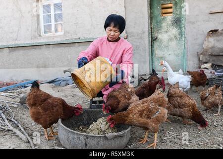 (181203) -- HOHHOT, Dicembre 3, 2018 (Xinhua) -- Li Meiwen alimenta polli a casa nella città Kouhezi, Kulun Banner del nord della Cina di Mongolia Interna Regione Autonoma, dal 1 dicembre 2018. Liu Hai, un soldato in pensione che ha perso le sue braccia in un incidente di lavoro nel 1997, e li Meiwen, che ha perso le sue gambe quando aveva tredici anni, sono state nel matrimonio per undici anni attraverso l aiuto reciproco nella vita. Dopo conoscere Li Meiwen sulla TV in 2007, Liu hai messo in contatto con lei. Due mesi più tardi, Li è andato alla Mongolia interna per la prima volta. Sebbene ricevere aiuto da parte di parenti e amici, il giovane ancora provare a vivere su themse Foto Stock