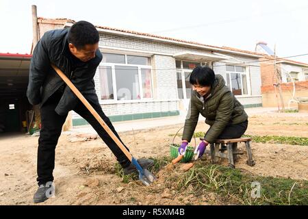 (181203) -- HOHHOT, Dicembre 3, 2018 (Xinhua) -- Liu Hai (L) e sua moglie scavare le carote nel cortile di casa in città Kouhezi, Kulun Banner del nord della Cina di Mongolia Interna Regione Autonoma, nov. 26, 2018. Liu Hai, un soldato in pensione che ha perso le sue braccia in un incidente di lavoro nel 1997, e li Meiwen, che ha perso le sue gambe quando aveva tredici anni, sono state nel matrimonio per undici anni attraverso l aiuto reciproco nella vita. Dopo conoscere Li Meiwen sulla TV in 2007, Liu hai messo in contatto con lei. Due mesi più tardi, Li è andato alla Mongolia interna per la prima volta. Sebbene ricevere aiuto da parte di parenti e amici, la coppia st Foto Stock