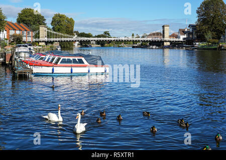 Il fiume Tamigi in Marlow con sospensione di Marlow Bridge in background, Buckinghamshire, Inghilterra Regno Unito Regno Unito Foto Stock