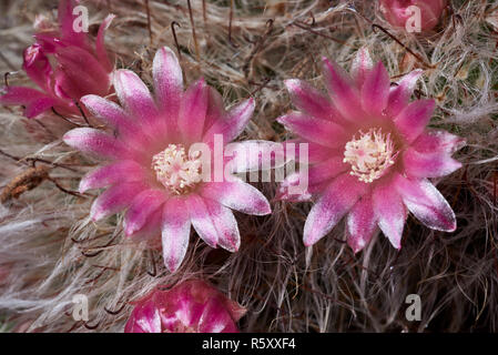 Immagine macro di Mammillaria hahniana fiore. Foto Stock