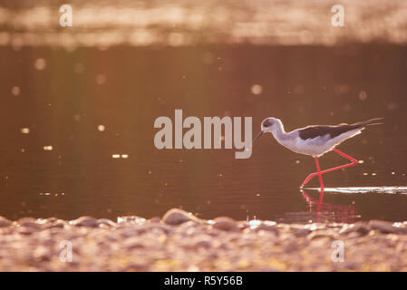 Himantopus himantopus Foto Stock