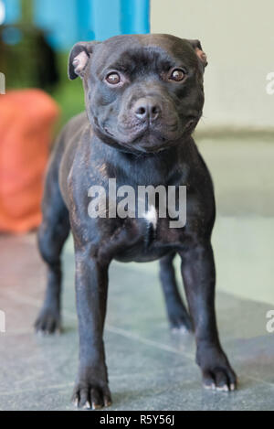 Nero staffordshire terrier Foto Stock