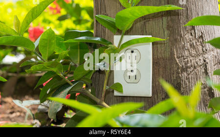 Uscita c.a. sul tronco di un albero in un giardino verde il concetto di energia di alimentazione elettrica. Foto Stock