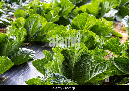 Cresce la verza in righe in un orto Foto Stock