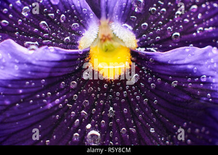 Pansy fiore con gocce closeup Foto Stock