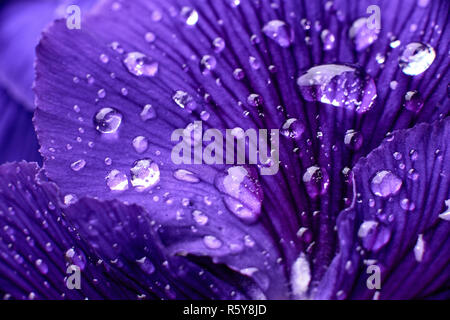 Pansy fiore con gocce closeup Foto Stock
