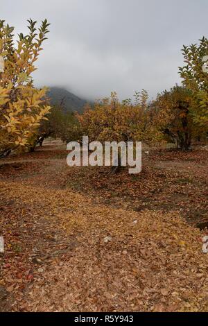 Meleto in autunno durante l annuale di burro di mele Festival in Oak Glen, California, che è una popolare destinazione turistica. Foto Stock