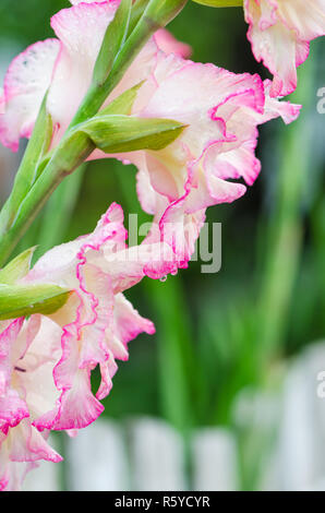 La luce rosa gladiolus fiore, close-up Foto Stock